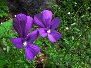 19 violette di Duby...
